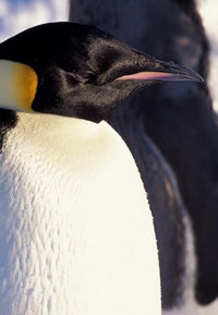 Emperor Penguin Poster Print by William Sutton, showcasing the beauty of wildlife.