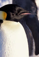 Emperor Penguin Poster Print by William Sutton, showcasing the beauty of wildlife.