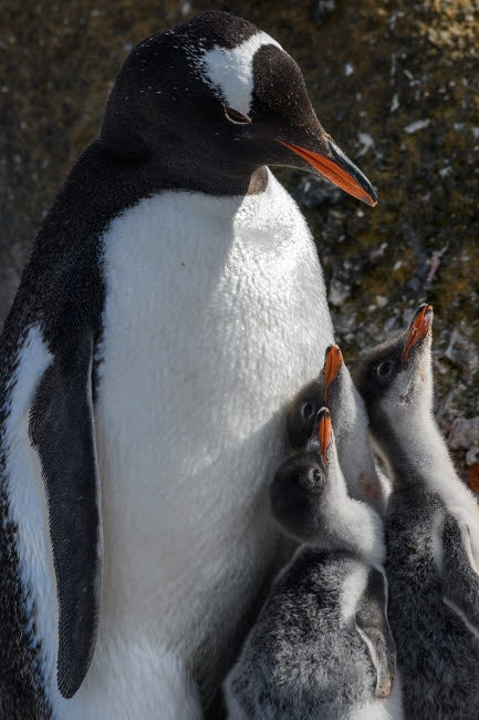 Gentoo penguin with three chicks poster print from Antarctica by Yuri Choufour.