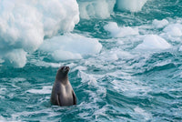 Crabeater seal surfacing in Antarctica poster print by Yuri Choufour.