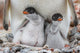 Gentoo penguin chicks at Jougla Point Antarctica poster print by Yuri Choufour.