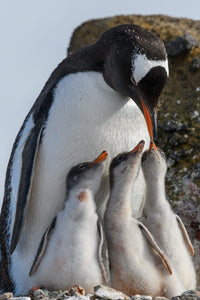 Gentoo penguin feeding three chicks poster print from Antarctica by Yuri Choufour.