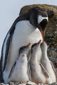 Gentoo penguin feeding three chicks poster print from Antarctica by Yuri Choufour.