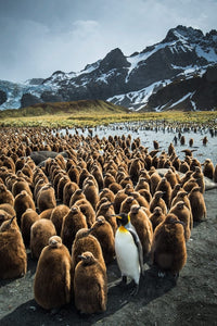 South Georgia Island Gold Harbour King Penguin adult and chicks poster print.