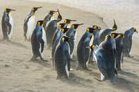 South Georgia Island Gold Harbour King Penguins Poster Print by Yuri Choufour