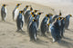 South Georgia Island Gold Harbour King Penguins Poster Print by Yuri Choufour