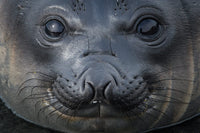 Gold Harbour Elephant Seal Pup Poster Print by Yuri Choufour