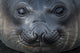 Gold Harbour Elephant Seal Pup Poster Print by Yuri Choufour