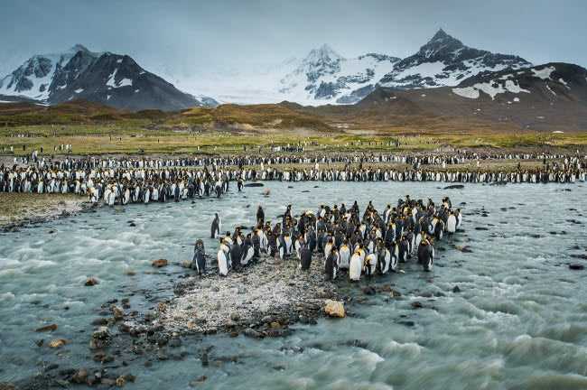 South Georgia Island King Penguins and Glacial Meltwater Stream Poster Print by Yuri Choufour.