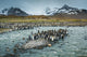South Georgia Island King Penguins and Glacial Meltwater Stream Poster Print by Yuri Choufour.