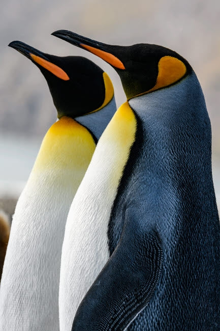 South Georgia Island King penguins poster print by Yuri Choufour