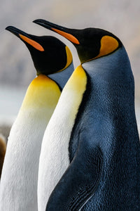 South Georgia Island King penguins poster print by Yuri Choufour