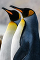 South Georgia Island King penguins poster print by Yuri Choufour