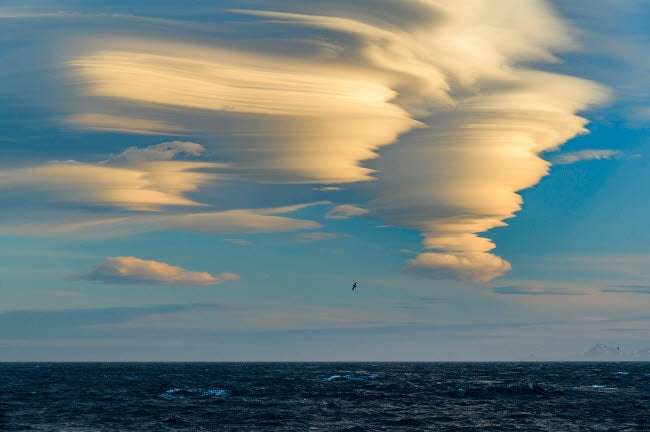 South Georgia Island Albatross soaring past clouds at sunset poster print.
