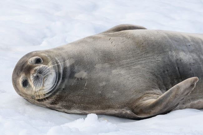 Weddell seal resting on Half Moon Island poster print by Yuri Choufour