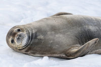 Weddell seal resting on Half Moon Island poster print by Yuri Choufour