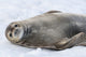 Weddell seal resting on Half Moon Island poster print by Yuri Choufour