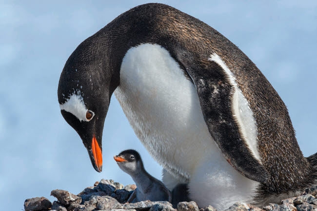 Gentoo penguin and chick at Jougla Point in Antarctica, poster print by Yuri Choufour.