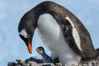 Gentoo penguin and chick at Jougla Point in Antarctica, poster print by Yuri Choufour.
