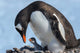 Gentoo penguin and chick at Jougla Point in Antarctica, poster print by Yuri Choufour.