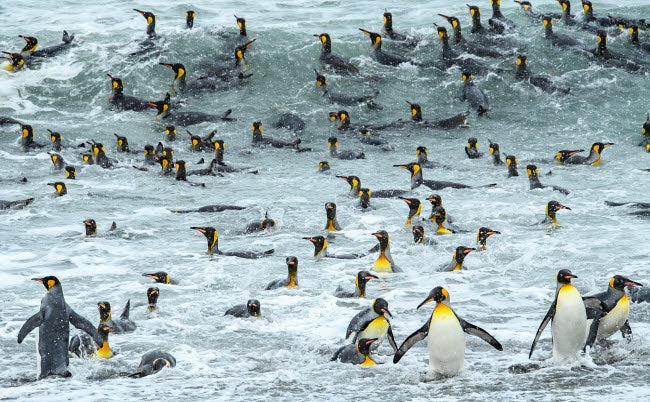 South Georgia Island King Penguins Surfing at Waters Edge Poster Print by Yuri Choufour