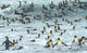 South Georgia Island King Penguins Surfing at Waters Edge Poster Print by Yuri Choufour