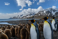South Georgia Island King penguin colony poster print by Yuri Choufour