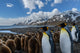 South Georgia Island King penguin colony poster print by Yuri Choufour