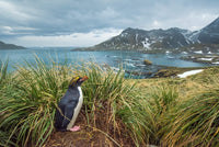 Macaroni penguin in tussock grass poster print from South Georgia Island