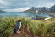 Macaroni penguin in tussock grass poster print from South Georgia Island