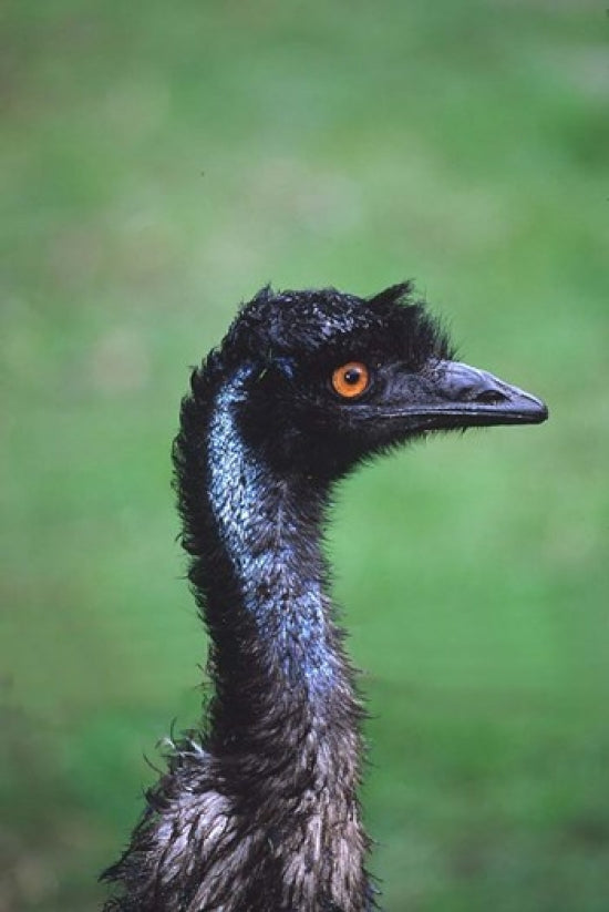 Emu Portrait Poster Print by Charles Sleicher showcasing vibrant colors and details.