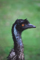 Emu Portrait Poster Print by Charles Sleicher showcasing vibrant colors and details.
