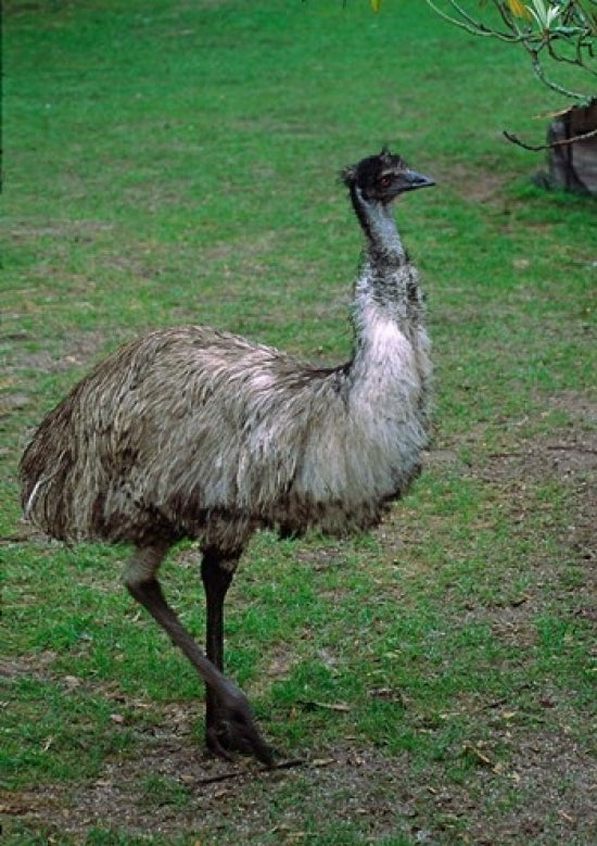 Emu Portrait Art Print by Charles Sleicher showcasing an iconic Australian bird.