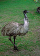 Emu Portrait Art Print by Charles Sleicher showcasing an iconic Australian bird.