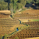 Afghanistan Bamian Valley Farmland and Irrigation Poster Print