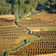 Afghanistan Bamian Valley Farmland and Irrigation Poster Print by Ric Ergenbright