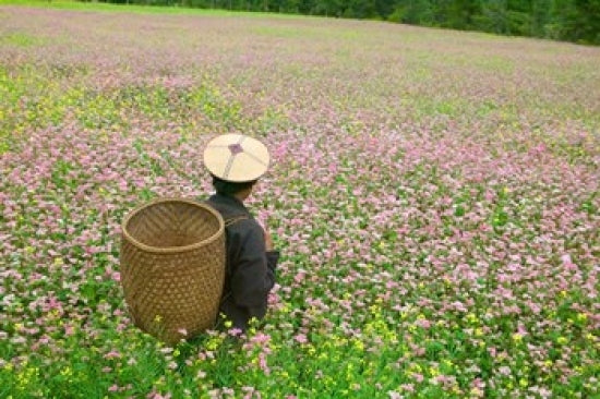 Farmer in Canola and Buckwheat Fields Poster Print by Keren Su