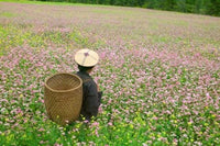 Farmer in Canola and Buckwheat Fields Poster Print by Keren Su