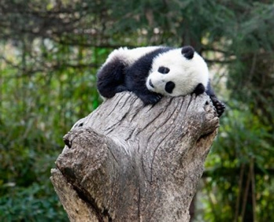 Giant Panda at Wolong Reserve Poster Print by Alice Garland