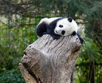 Giant Panda at Wolong Reserve Poster Print by Alice Garland