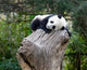 Giant Panda at Wolong Reserve Poster Print by Alice Garland