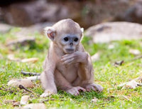 Golden Monkeys poster print by Alice Garland showcasing vibrant colors and playful monkeys in a natural setting.