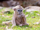Golden Monkeys poster print by Alice Garland showcasing vibrant colors and playful monkeys in a natural setting.