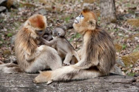 Golden Monkeys with babies in the Qinling Mountains poster print by Alice Garland.