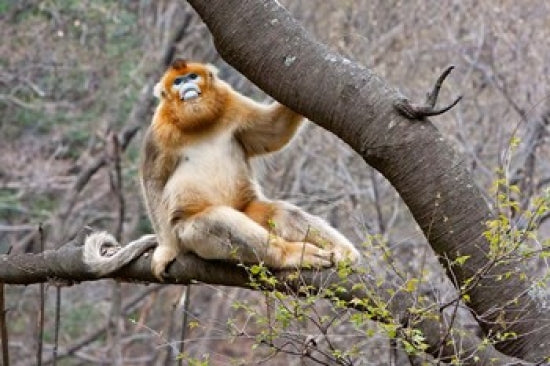 Golden Monkey Poster Print from the Qinling Mountains, China