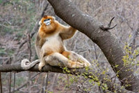 Golden Monkey Poster Print from the Qinling Mountains, China