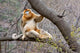 Golden Monkey Poster Print from the Qinling Mountains, China