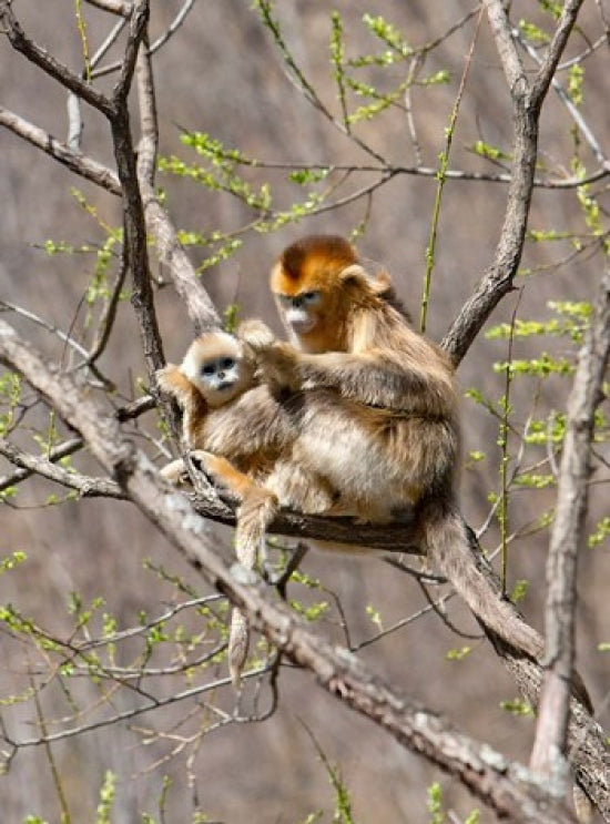 Female Golden Monkey on a tree in Qinling Mountains, China Poster Print by Alice Garland.
