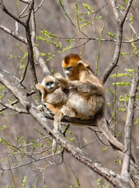 Female Golden Monkey on a tree in Qinling Mountains, China Poster Print by Alice Garland.