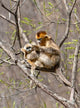 Female Golden Monkey on a tree in Qinling Mountains, China Poster Print by Alice Garland.